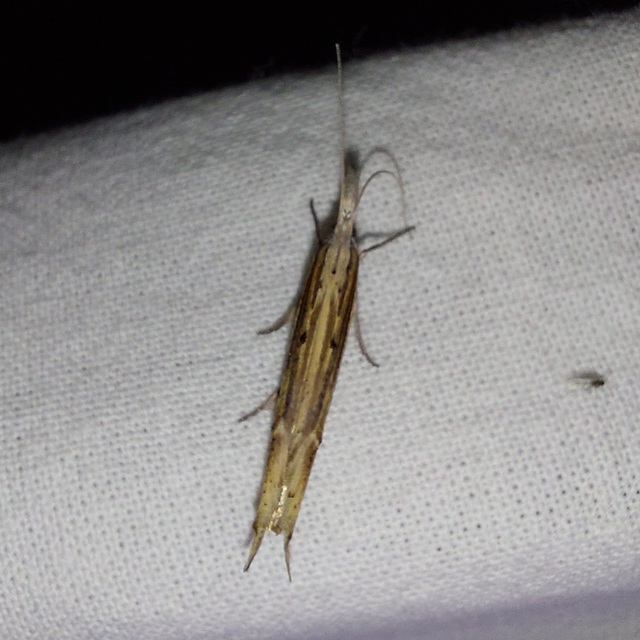 kecskerágómoly - Ypsolopha mucronella