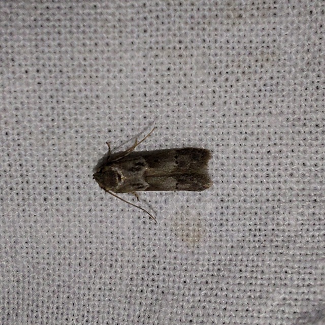 Blastobasis