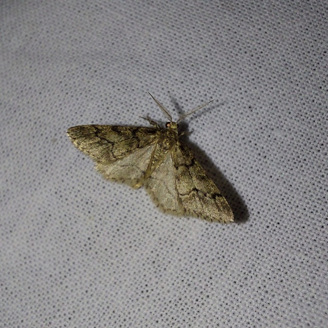 Tephronia sepiaria/Eumannia lepraria