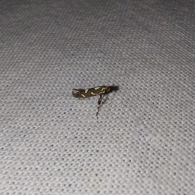 lóromaknázó keskenymoly - Calybites phasianipennella