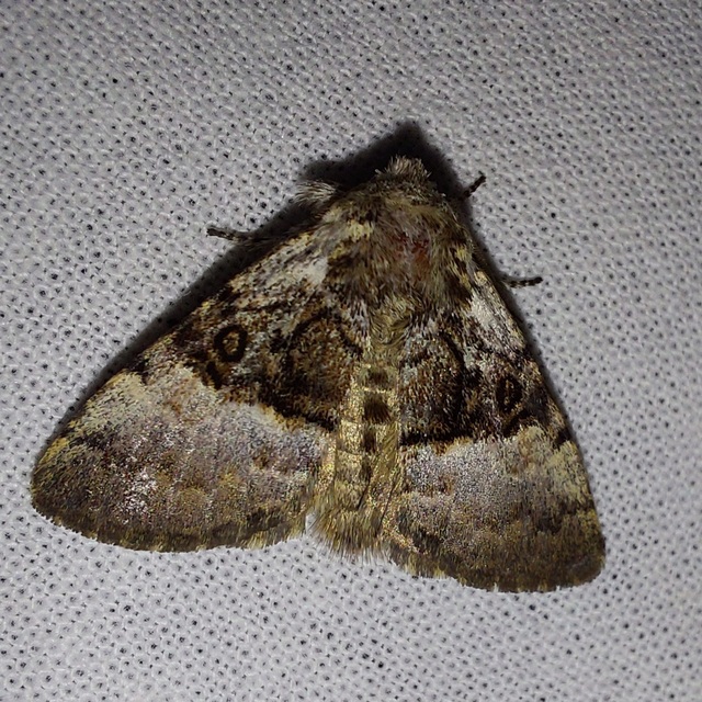 mogyoróbagoly - Colocasia coryli