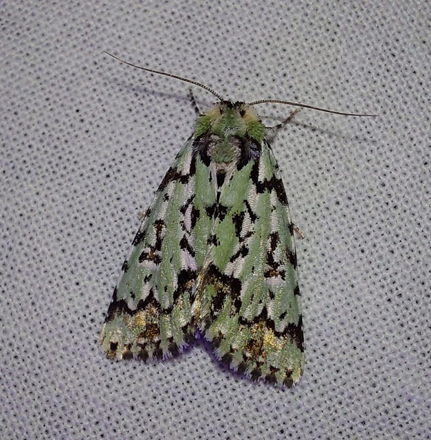 zuzmószínű zöldbagoly - Moma alpium