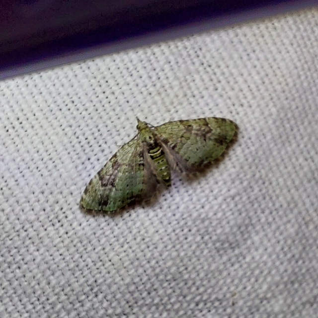 Chloroclystis v-ata - zöldes törpearaszoló
