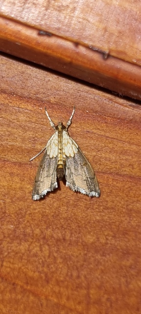 Agrotera nemoralis - ligeti tűzmoly