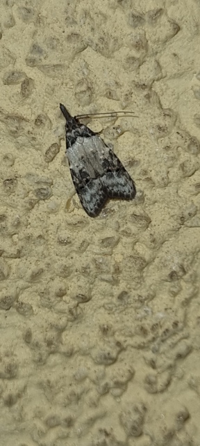 Carposina scirrhosella - közönséges csipkebogyómoly