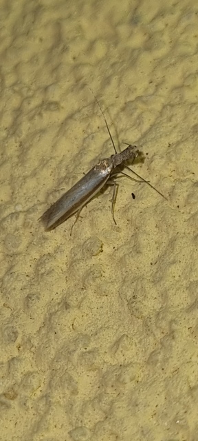 Pleurota aristella - ezüstsávos csíkosmoly