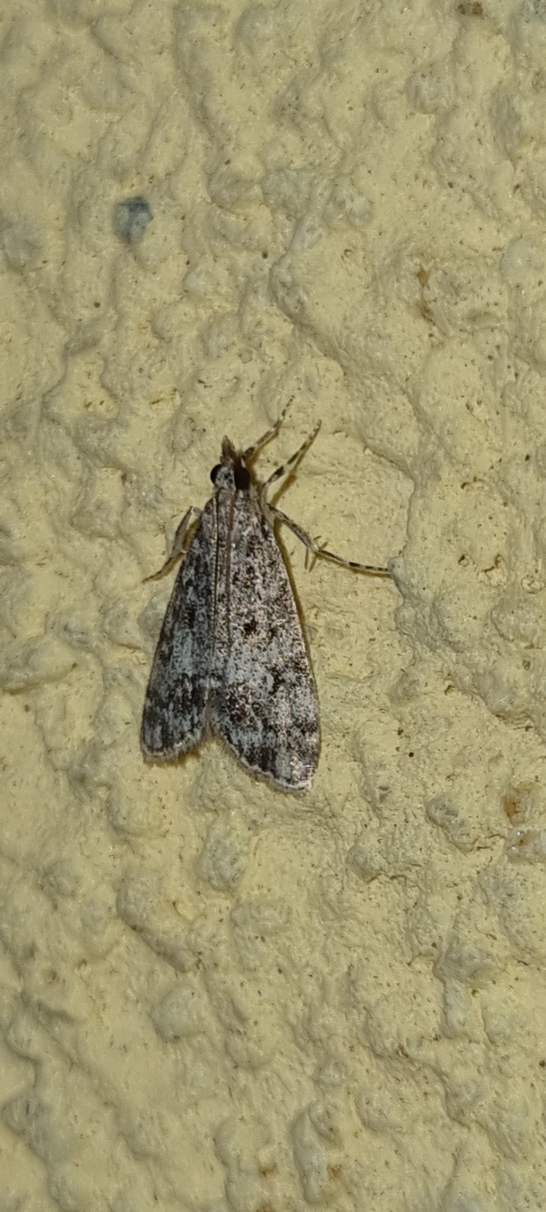 Scoparia ambigualis - barnás mohailonca