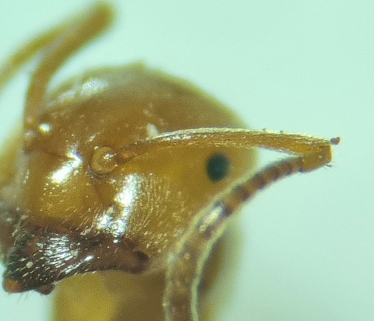 Lasius bicornis - ritka borostyánhangya