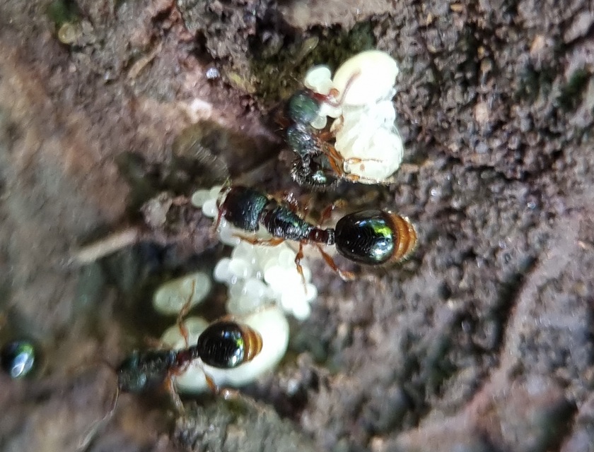 Myrmecina graminicola - ráncoshangya