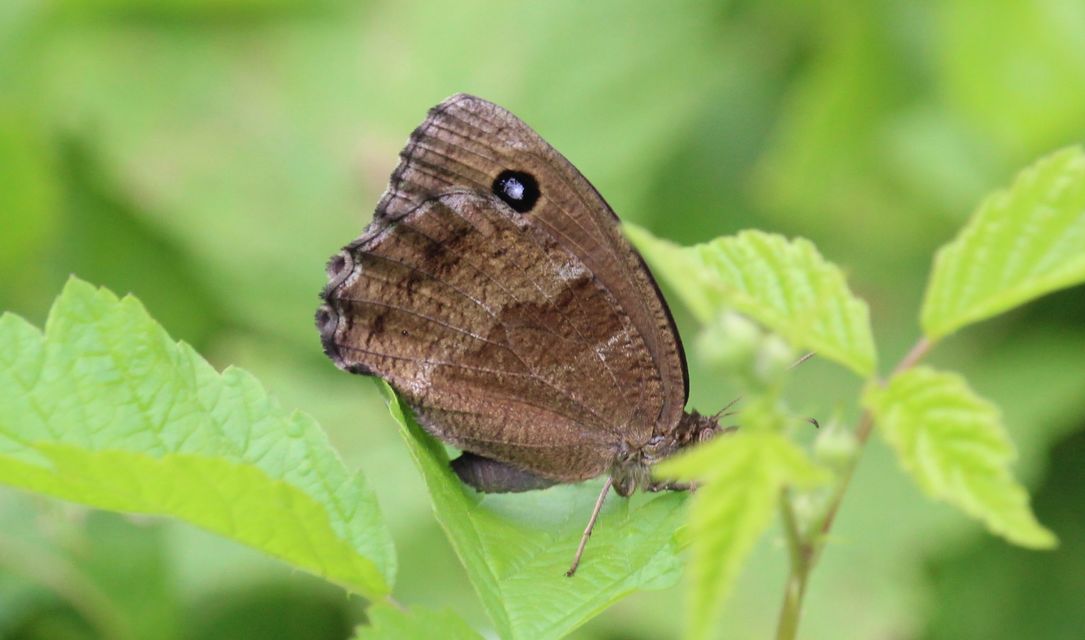Minois dryas - fekete szemeslepke