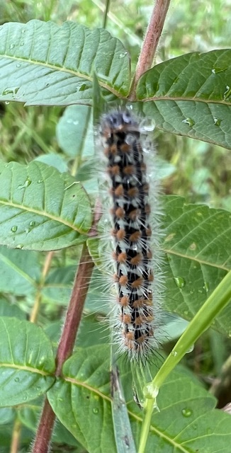 réti gyapjaslepke - Pentophera morio