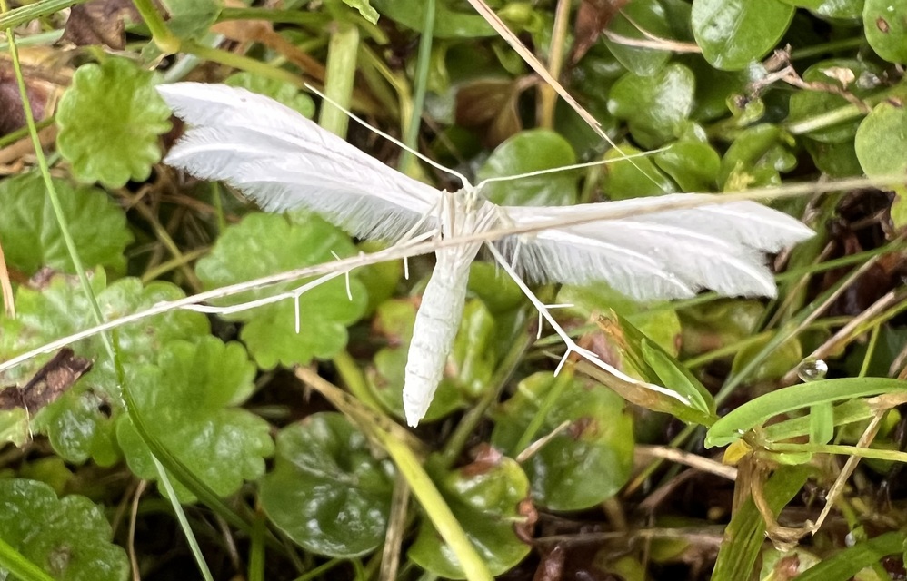 fehér tollasmoly - Pterophorus pentadactyla