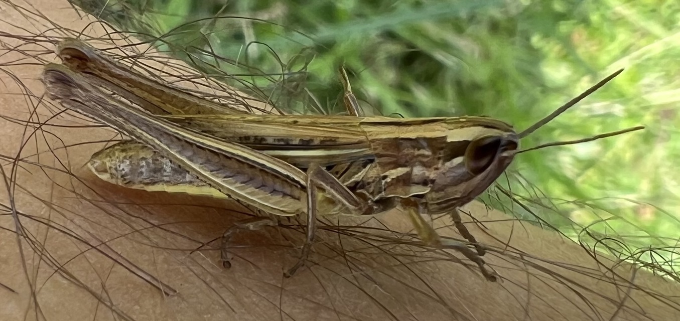 Euchorthippus declivus - rövidszárnyú rétisáska