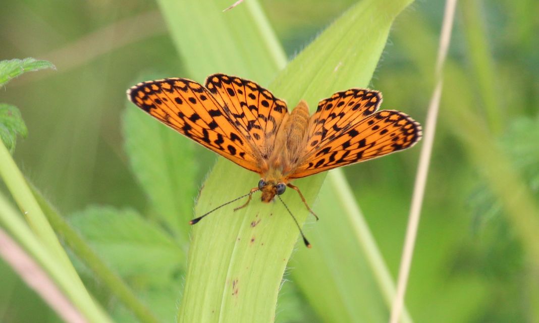 Boloria selene - fakó gyöngyházlepke