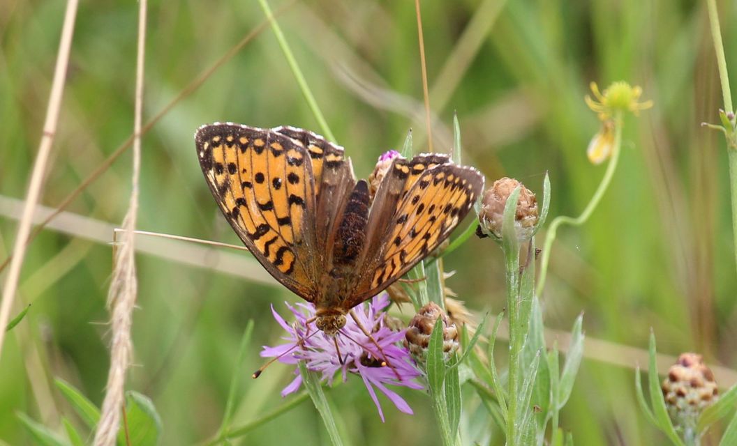 Argynnis aglaja - kerekfoltú gyöngyházlepke