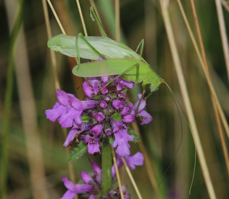 Phaneroptera nana - pontozott repülőszöcske