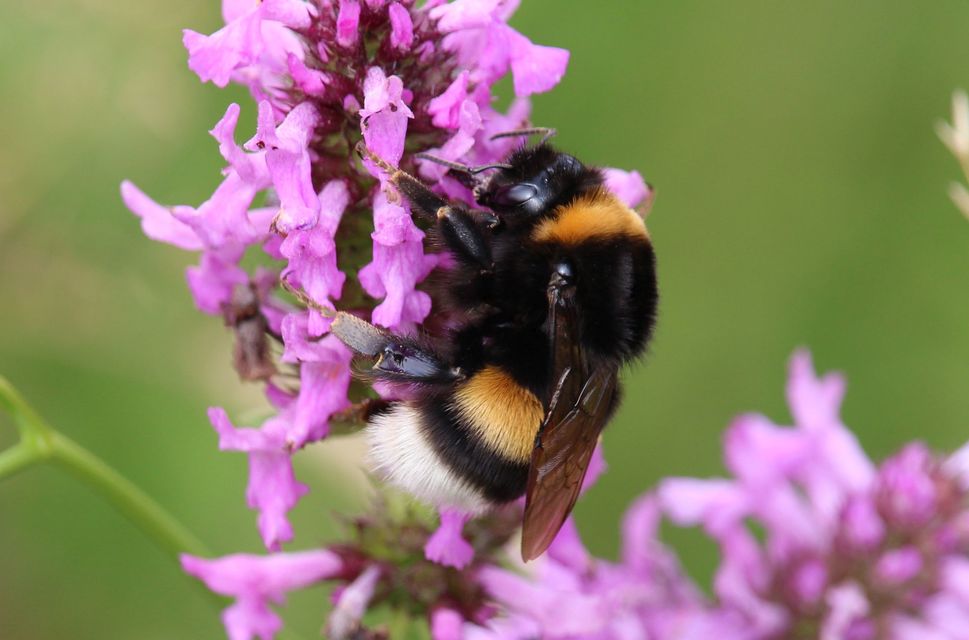 Bombus terrestris/lucorum