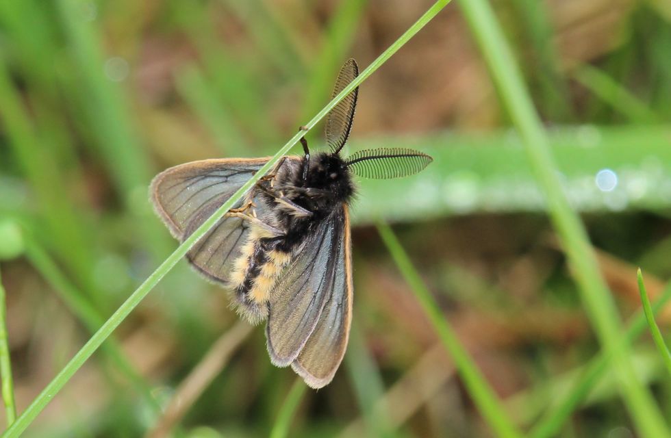Pentophera morio - réti gyapjaslepke