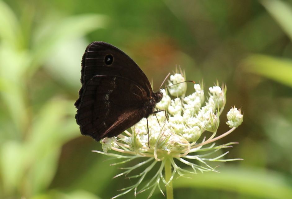 Minois dryas - fekete szemeslepke