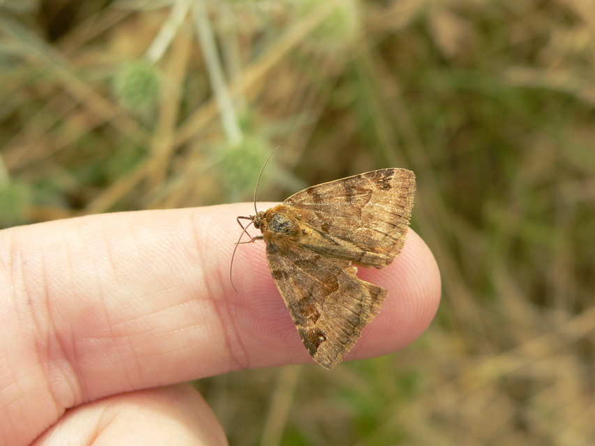 közönséges nappalibagoly - Euclidia glyphica