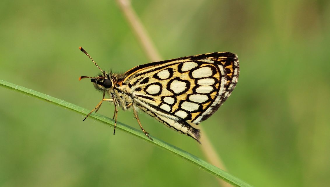 Heteropterus morpheus - tükrös busalepke