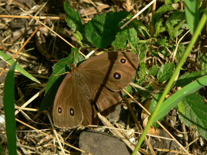 Minois dryas - fekete szemeslepke