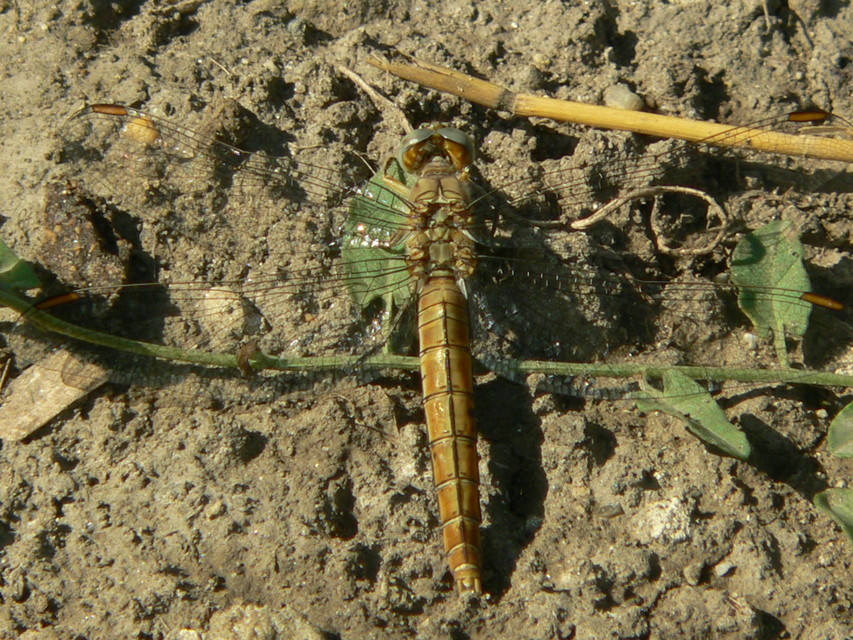 Orthetrum brunneum - pataki pásztorszitakötő