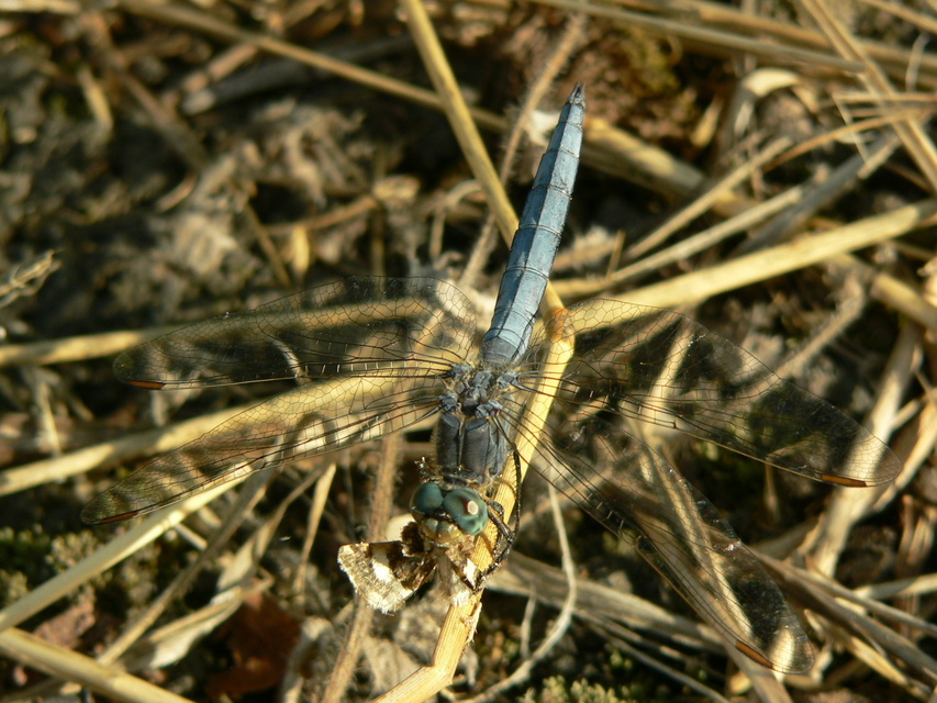Orthetrum coerulescens - karcsú pásztorszitakötő