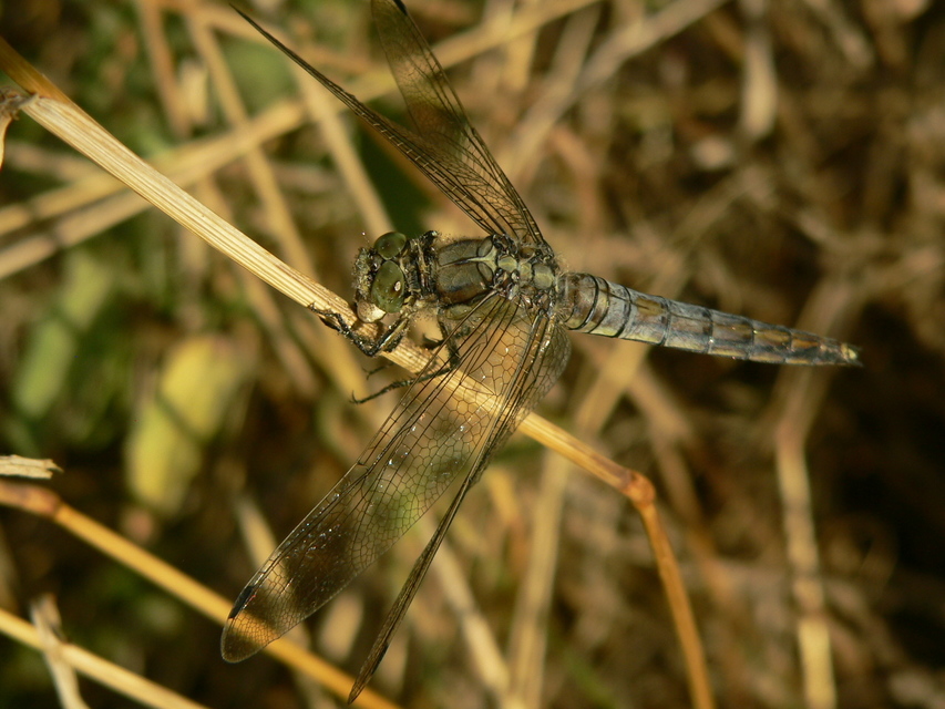 Orthetrum cancellatum - feketefarkú pásztorszitakötő