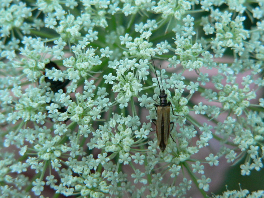 Oedemera femorata - sárgahátú álcincér