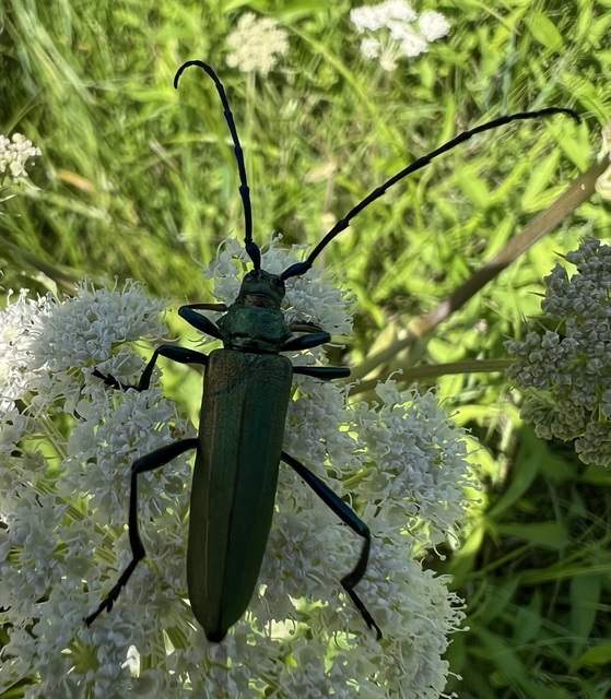 Aromia moschata - pézsmacincér