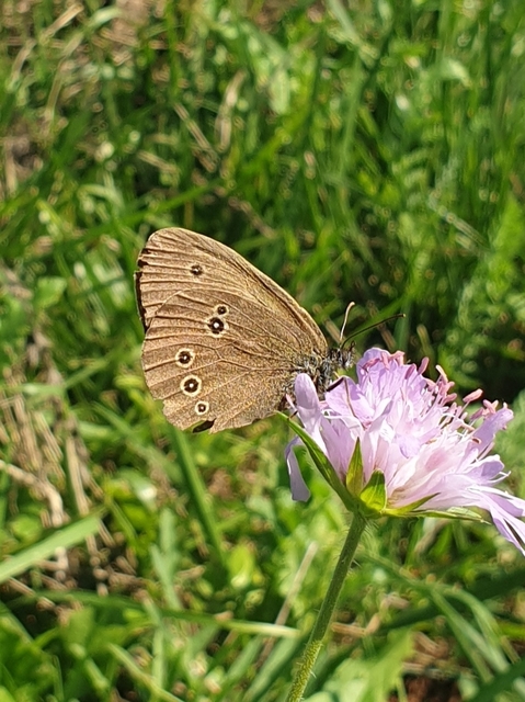 Aphantopus hyperanthus - közönséges ökörszemlepke