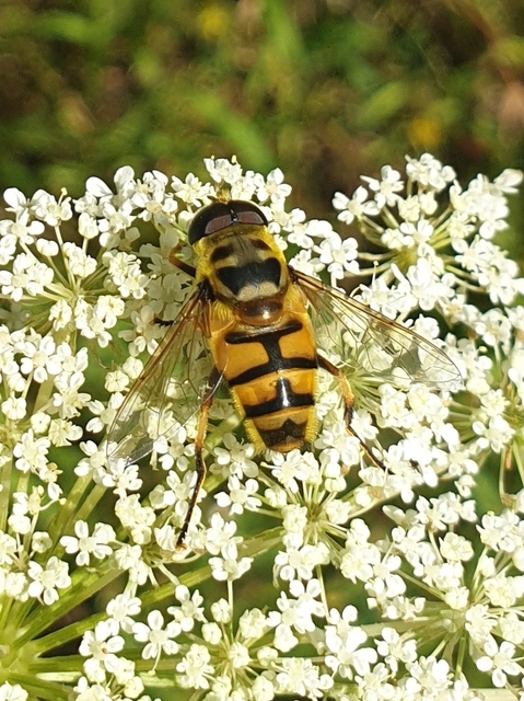 Myathropa florea - halálfejes odúlégy