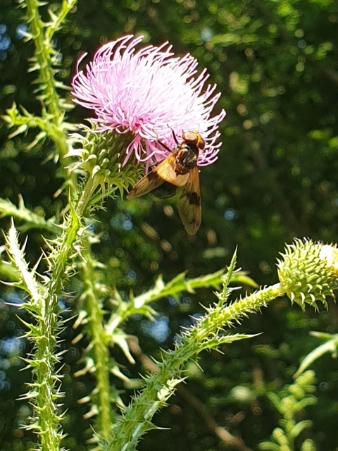 Volucella pellucens - üvegpotrohú pihelégy
