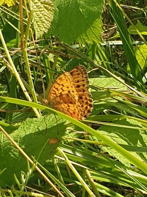 Brenthis daphne - málna-gyöngyházlepke