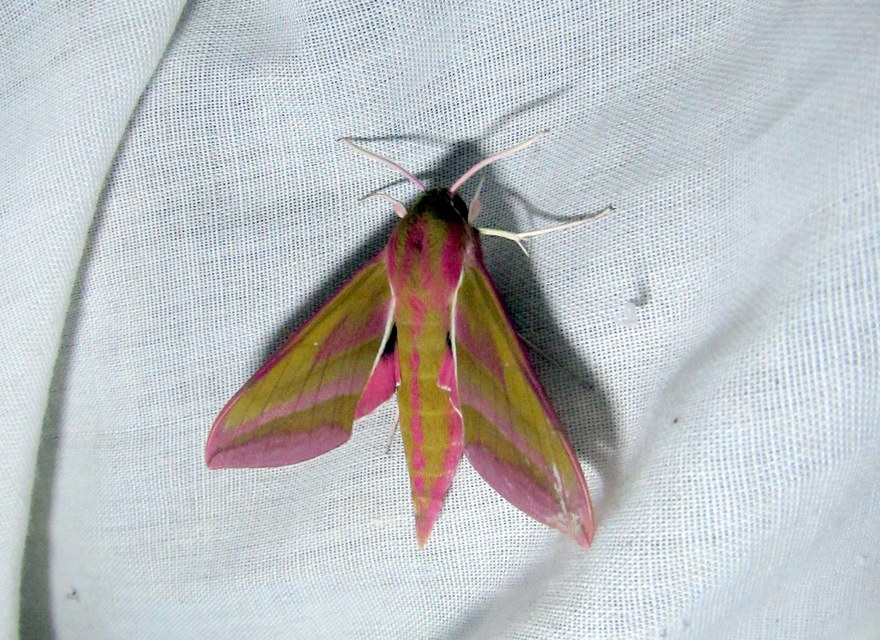 szőlőszender - Deilephila elpenor