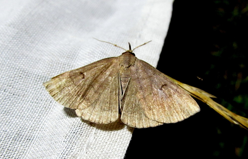 pelyheslábú karcsúbagoly - Zanclognatha lunalis