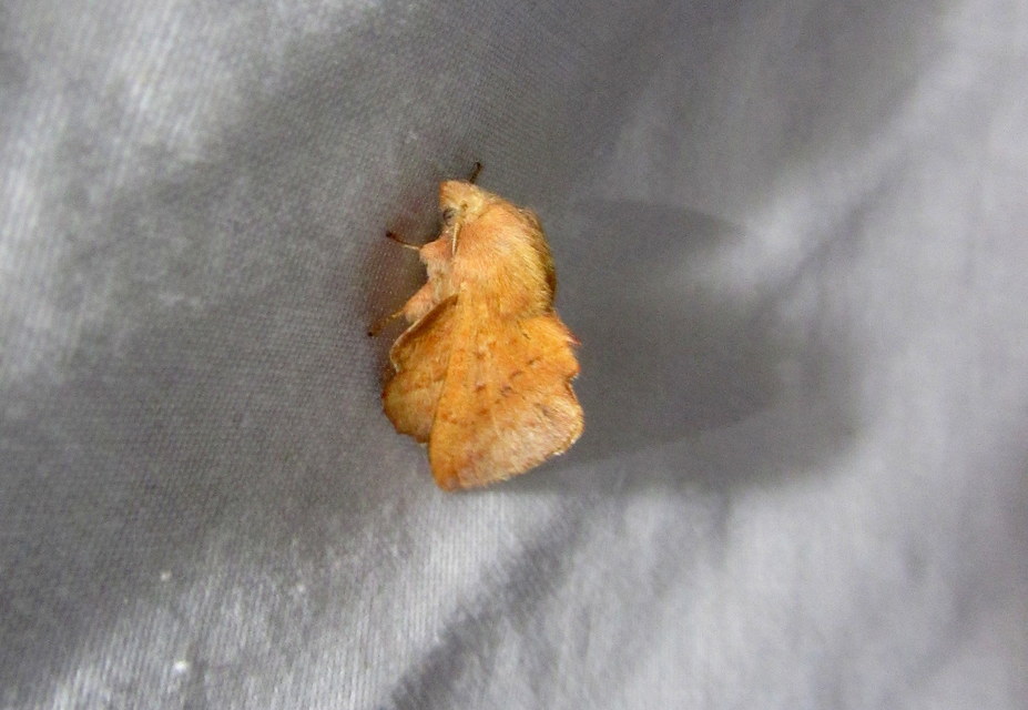 Phyllodesma tremulifolia - nyárlevélpohók