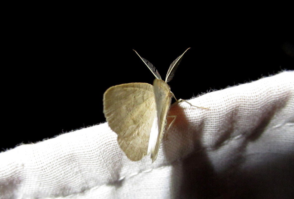 pettyes égeraraszoló - Cabera exanthemata