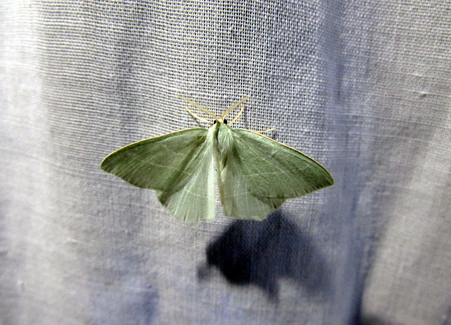 kékes zöldaraszoló - Hemistola chrysoprasaria