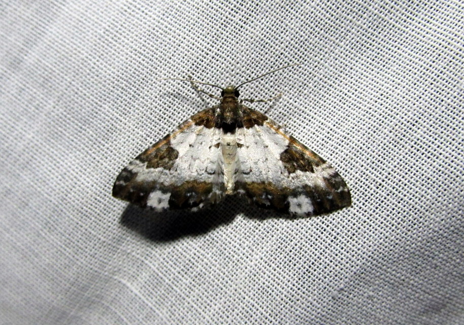 Melanthia procellata - hullámos tarkaaraszoló