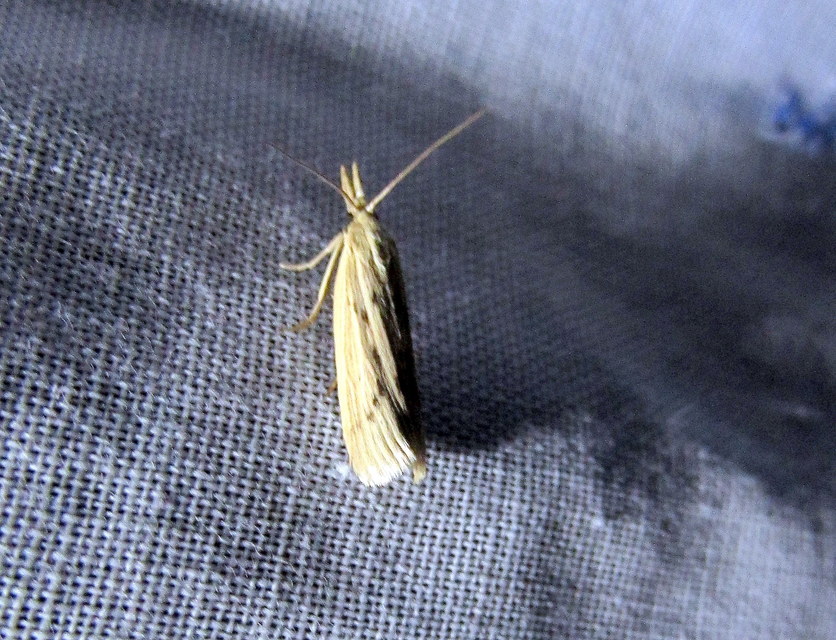 Ematheudes punctella - kúposfejű karcsúmoly