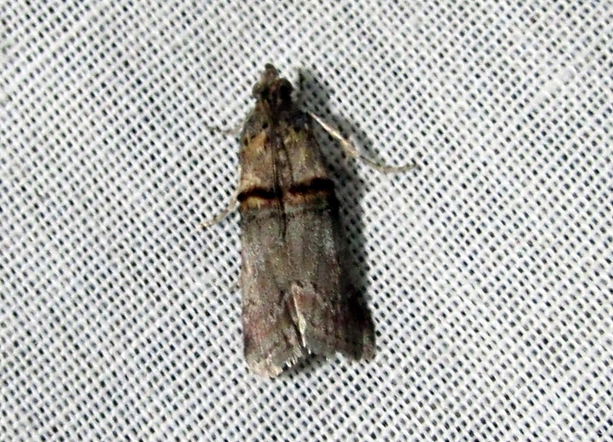 bokorrágó karcsúmoly - Trachonitis cristella