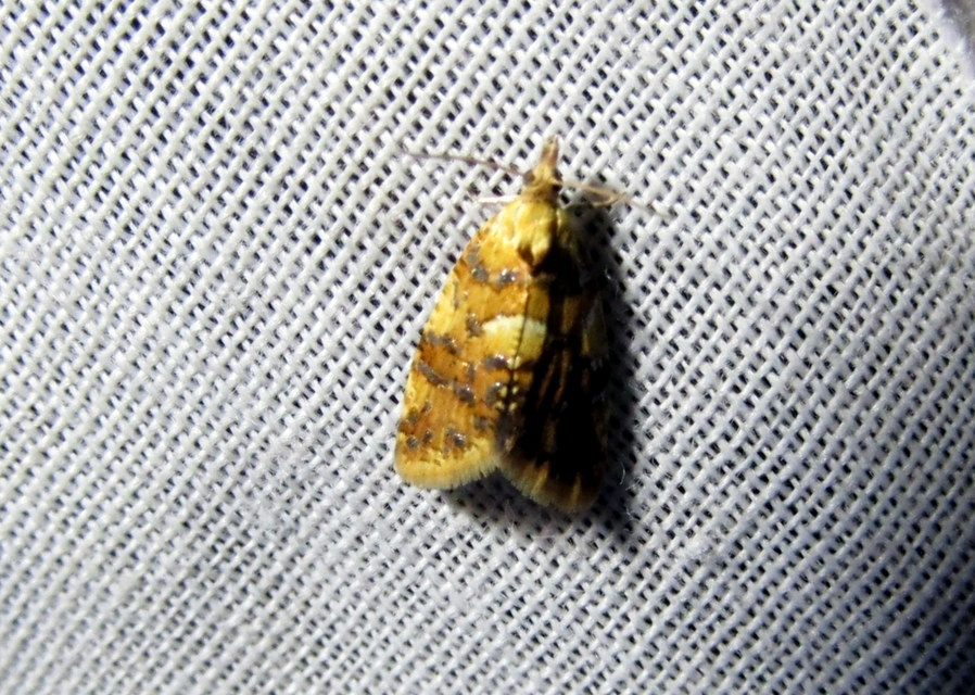 ezüstmintás sodrómoly - Pseudargyrotoza conwagana