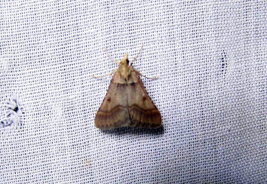 barna fényilonca - Stemmatophora brunnealis