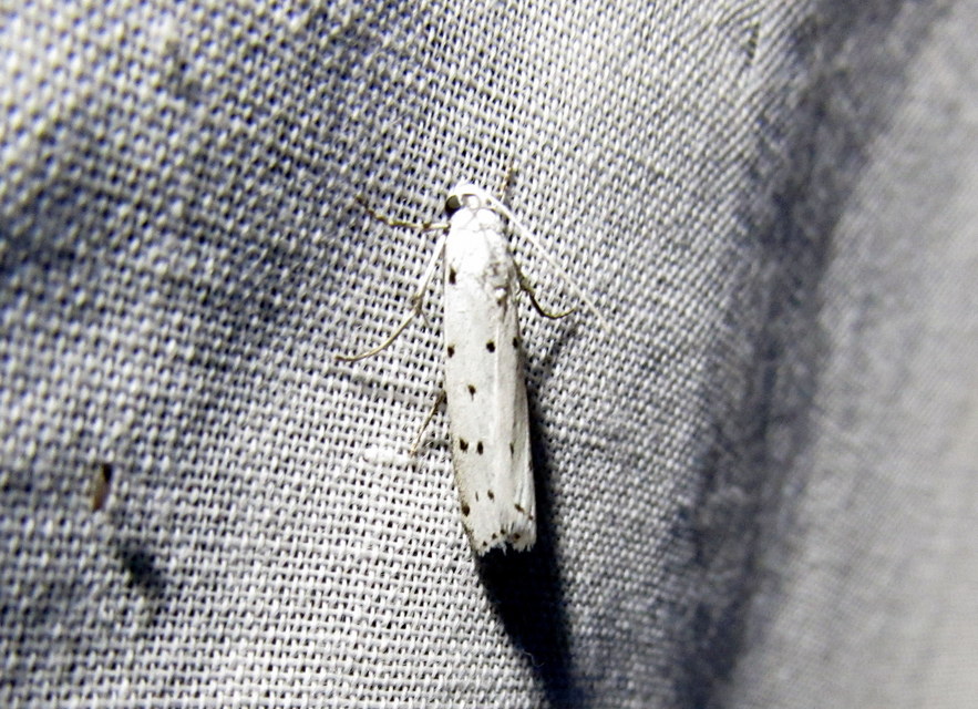 Myelois circumvoluta - pettyes karcsúmoly