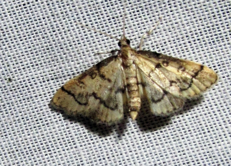 Metasia ophialis - kígyósávos tűzmoly