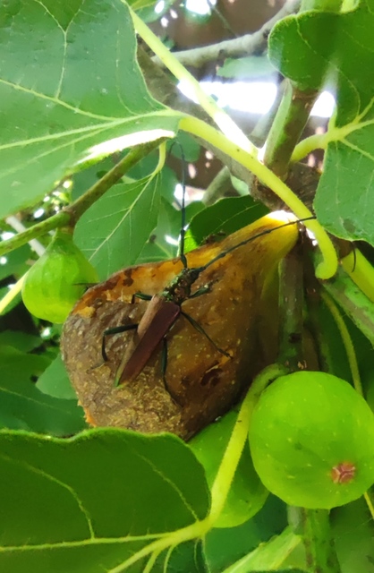 Aromia moschata - pézsmacincér