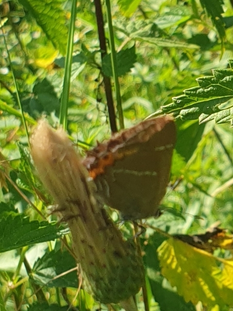 Satyrium w-album - szilfa-csücsköslepke