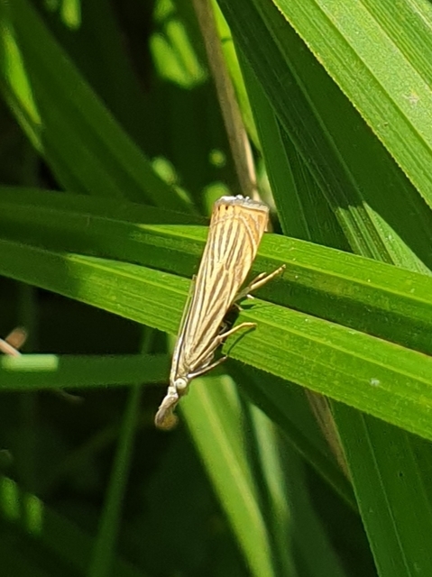 Chrysoteuchia culmella - kerti fűgyökérmoly